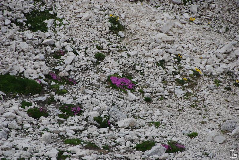 TorriVaiolet-046.JPG
